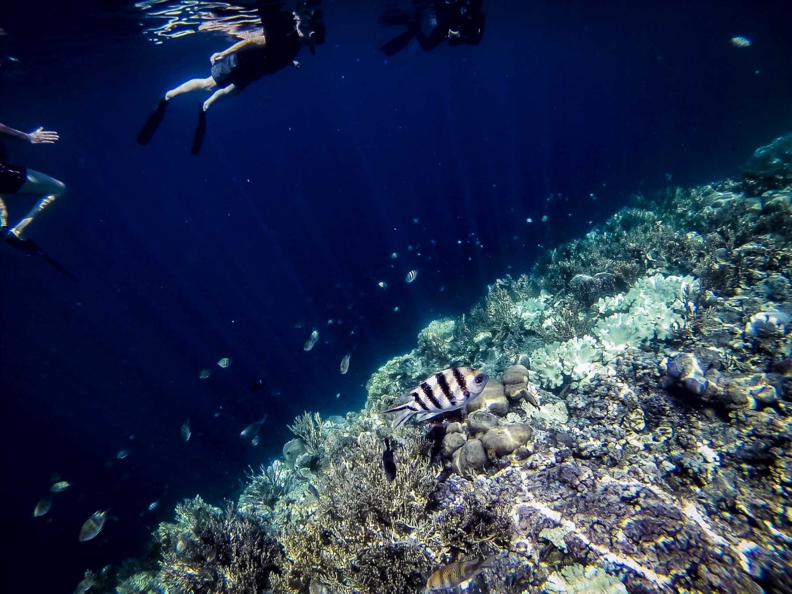 Pulau Menjangan Un superbe endroit pour faire du snorkeling à Bali