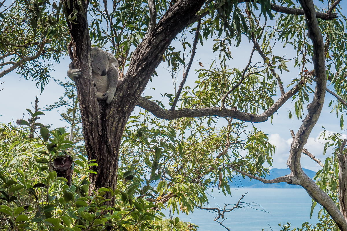koala sauvage