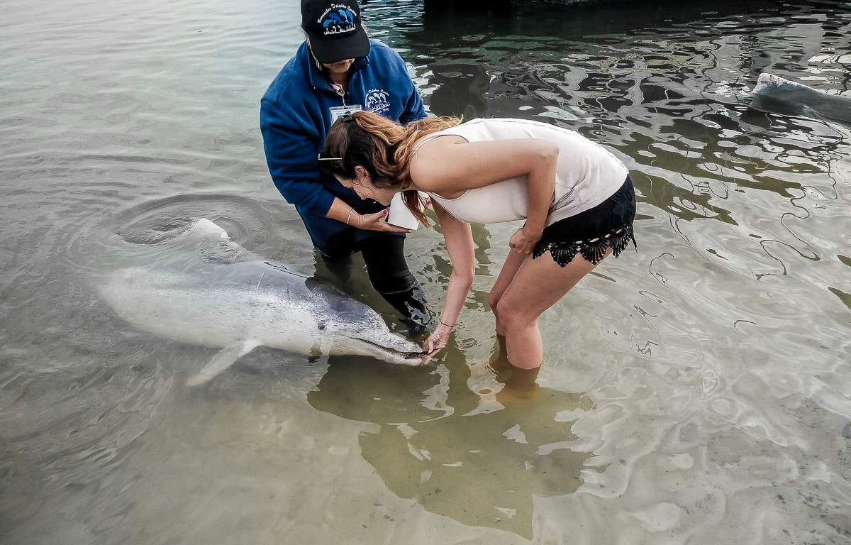 nourrir un dauphin à Tin can bay