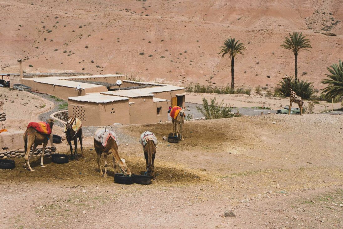 dromadaires marocains