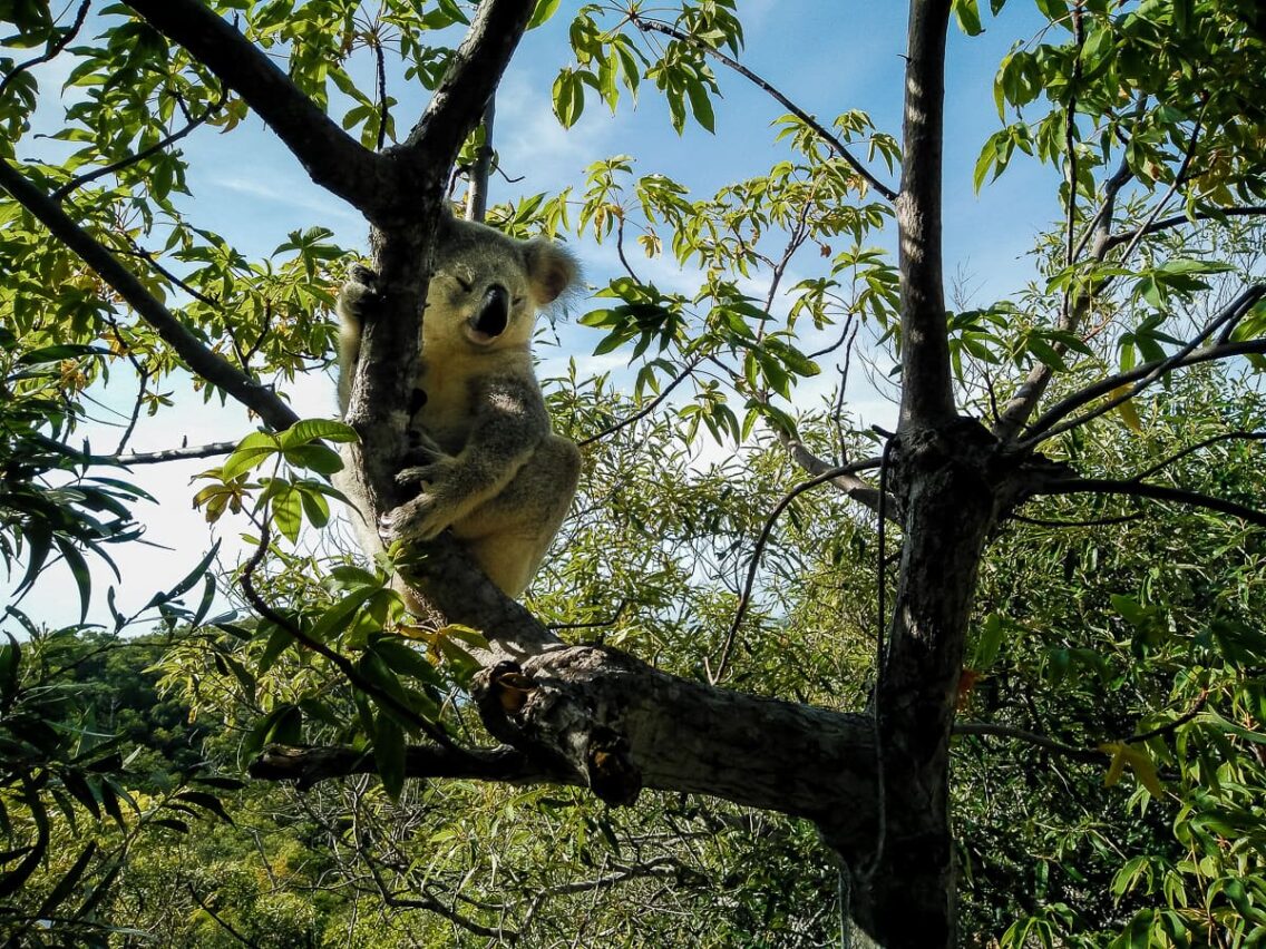 Magnetic Island : l'île aux koalas sauvages #5