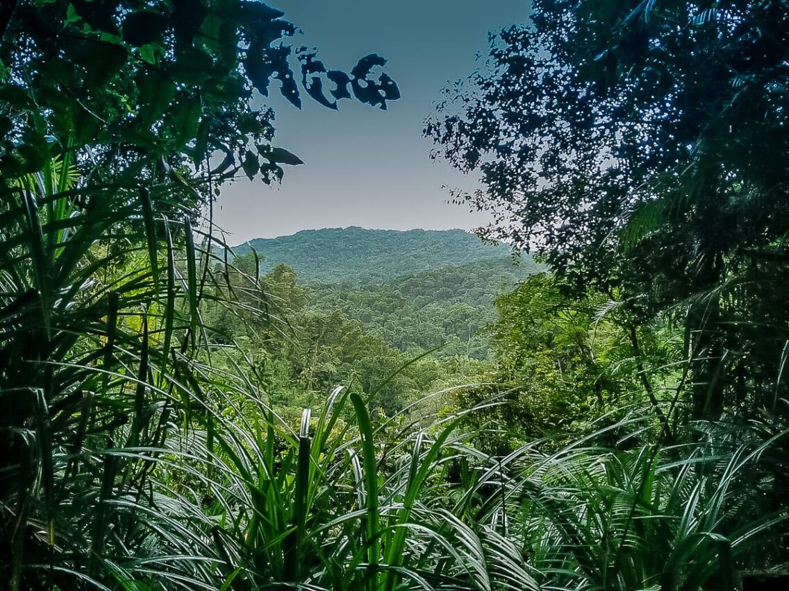 Escapade dans le Wooroonooran National Park #4