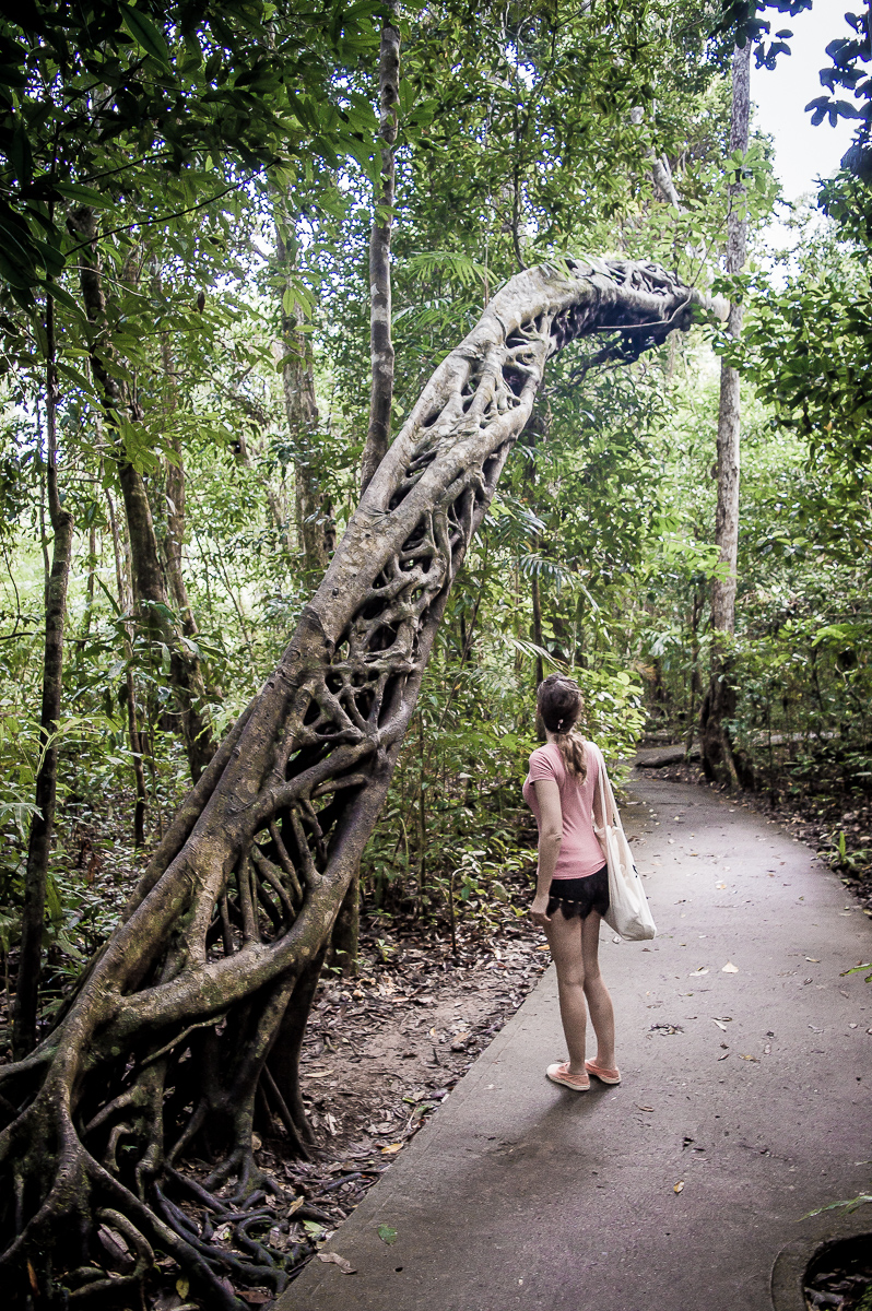 arbre sculpté dans la rainforest de daintree