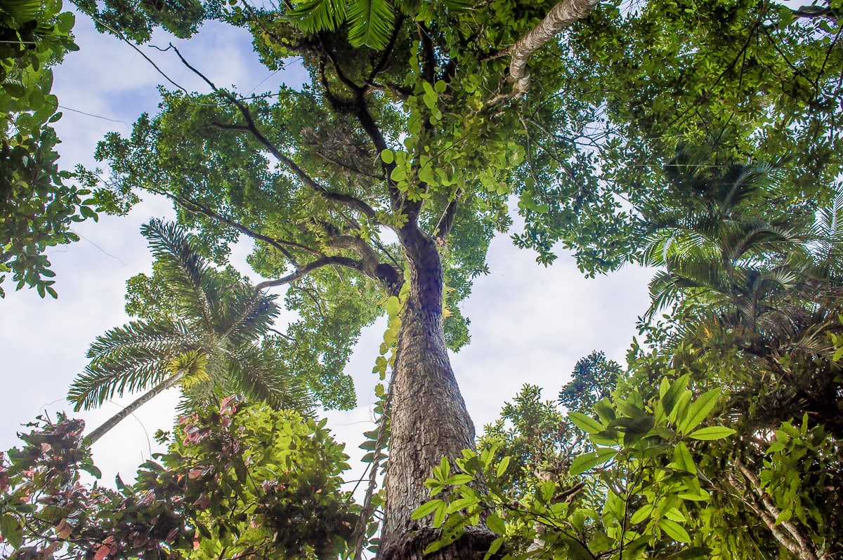arbres dans la rainforest de daintree