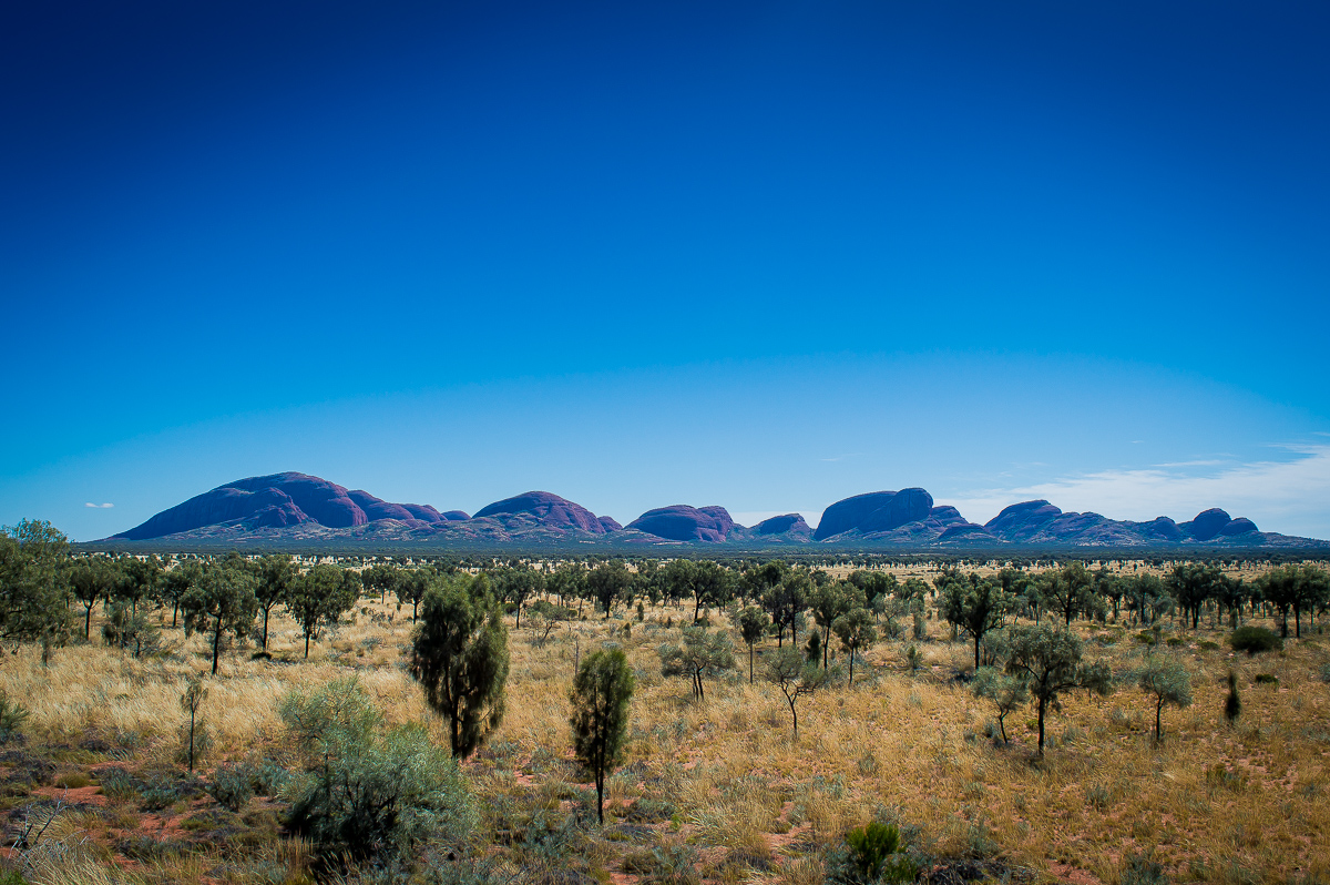 arbres vers Uluru
