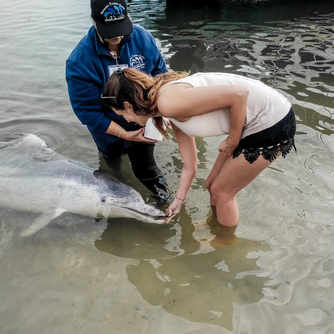 Où voir des dauphins sauvages sur la côte Est de l’Australie ? A Tin can Bay ! #9