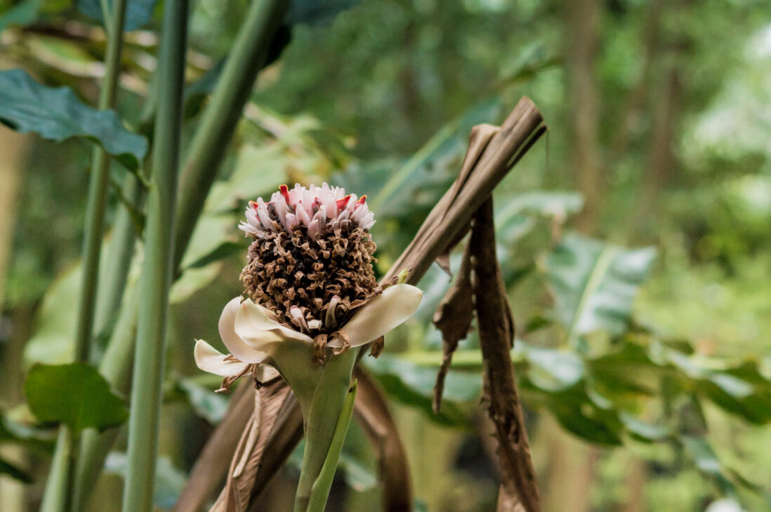 fleur du queensland