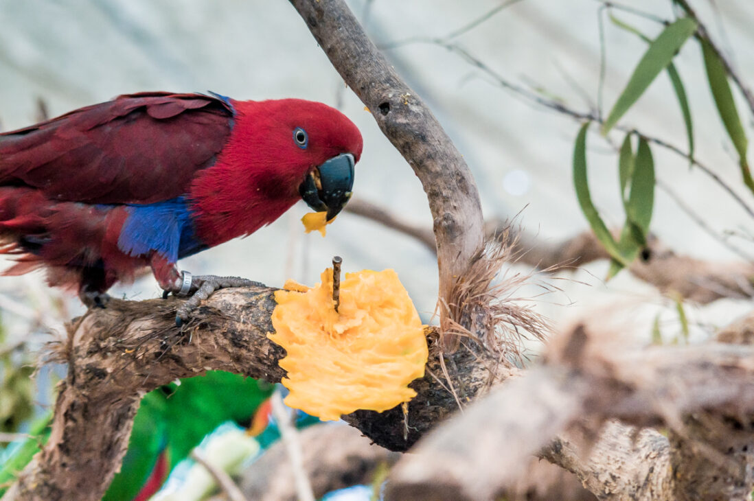 perroquet rouge australien