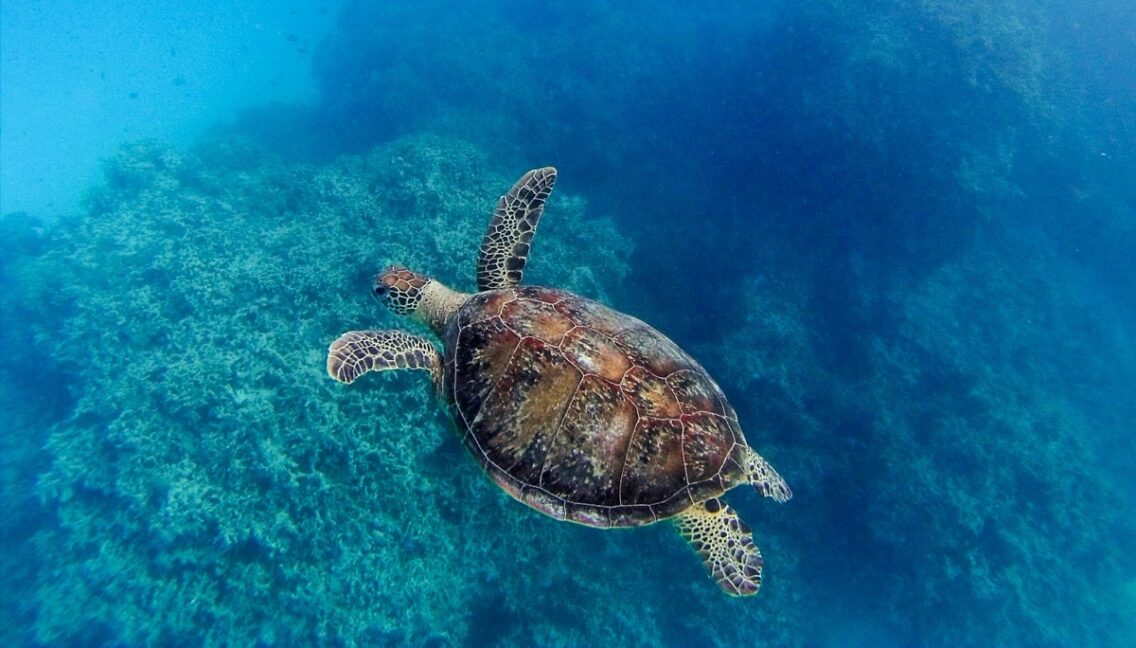 Nager avec les tortues à Lady Musgrave Island #8