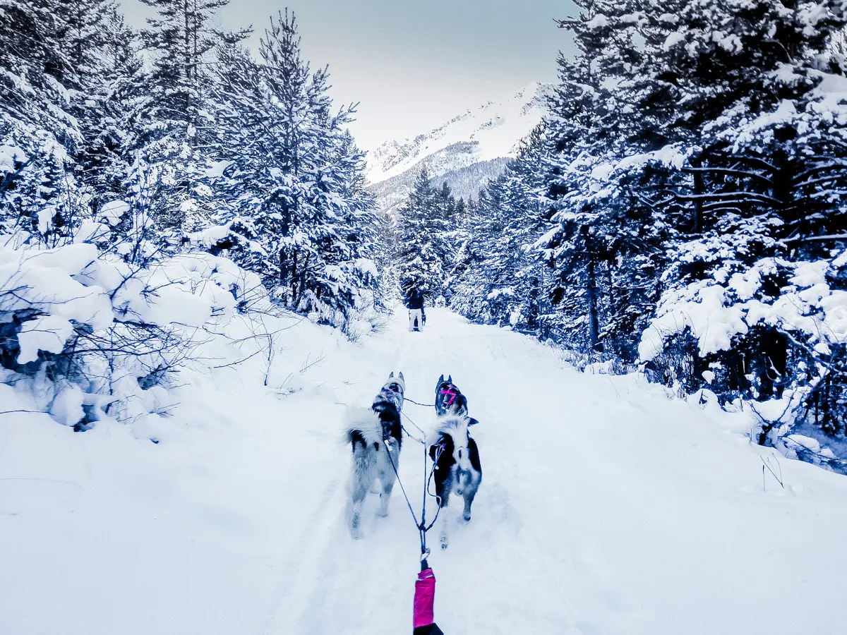 balade en traineau à chiens
