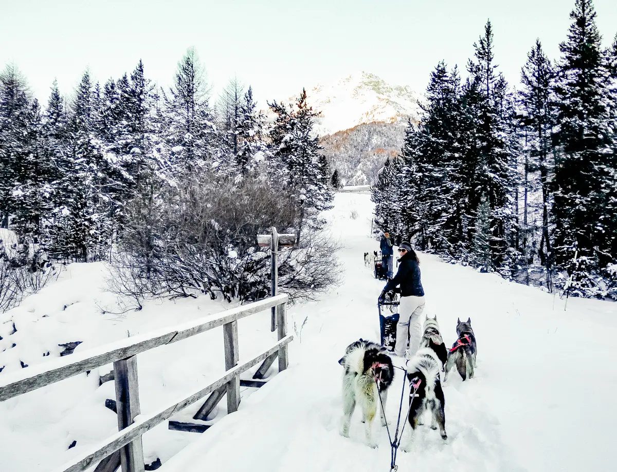 conduite d'attelage dans les Alpes