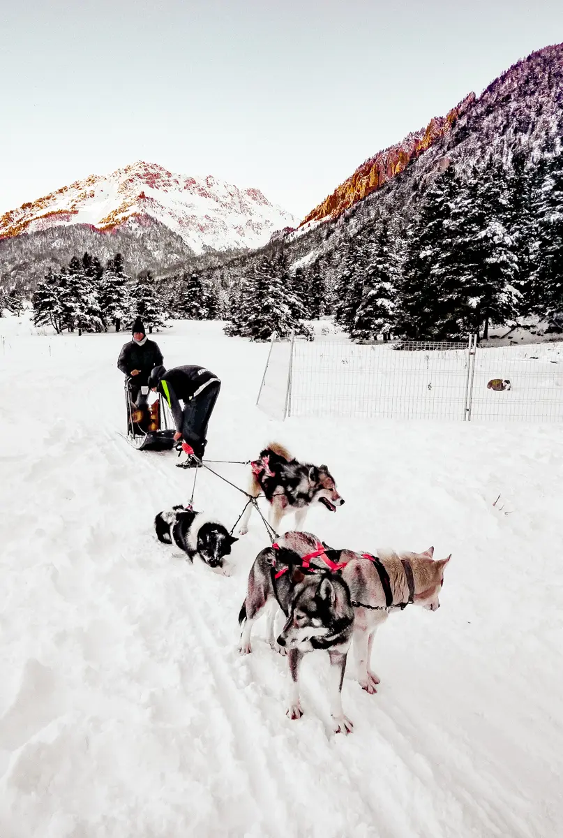 conduire un traineau à chiens