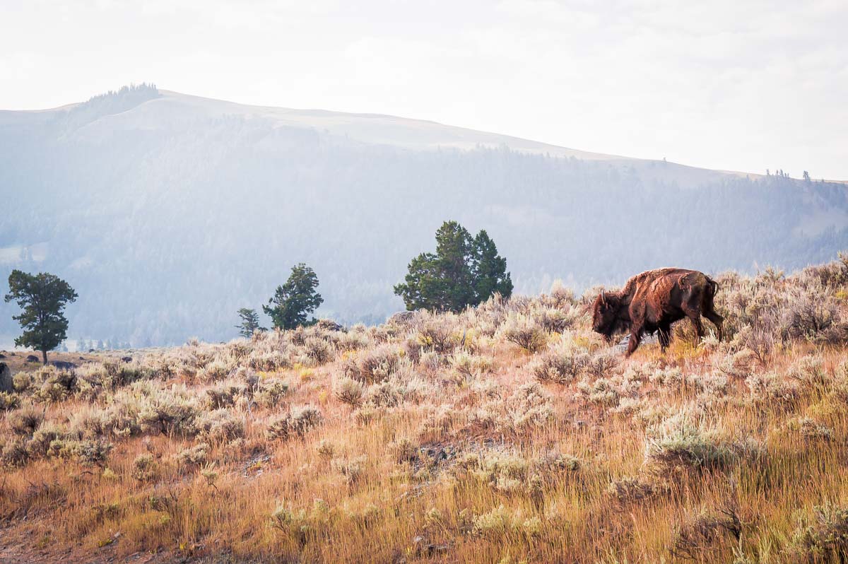 observer des bisons dans la Lamar Valley au lever du soleil