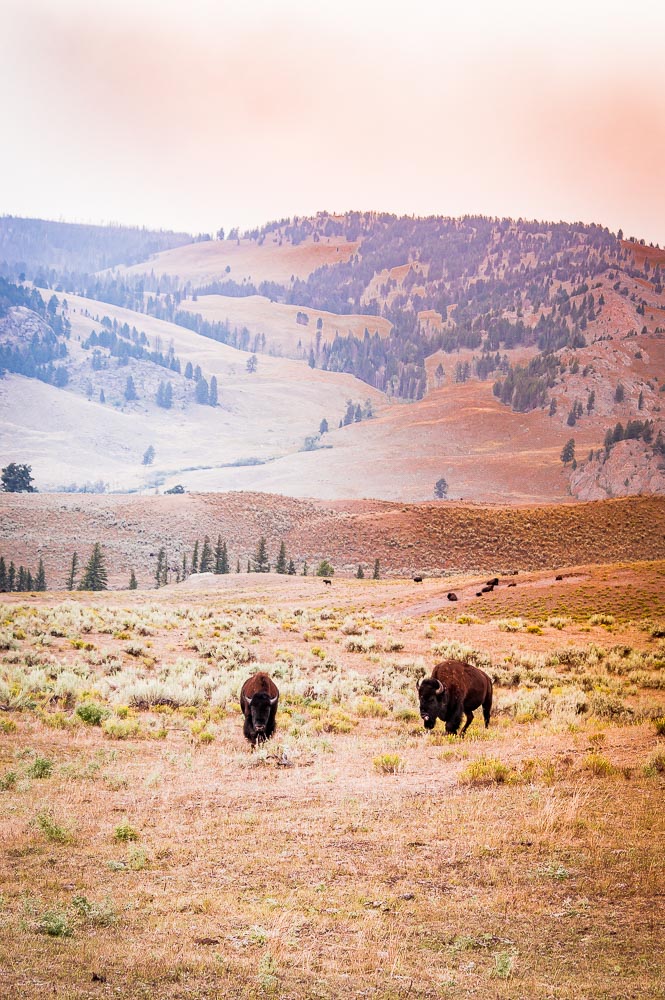 couple de bison dans Lamar Valley