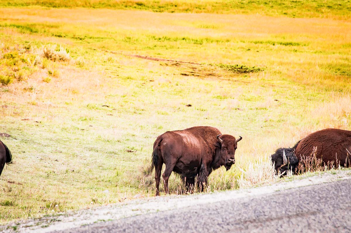 bisons sur le bord de la route dans le parc de yellowstone