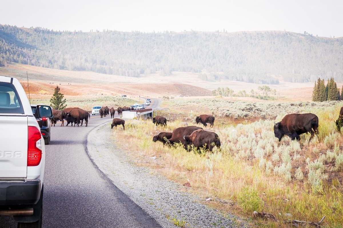 bouchon de bisons sur une route de la Lamar Valley