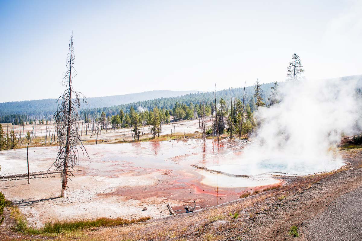 bactéries thermophiles rouges a Yellowstone