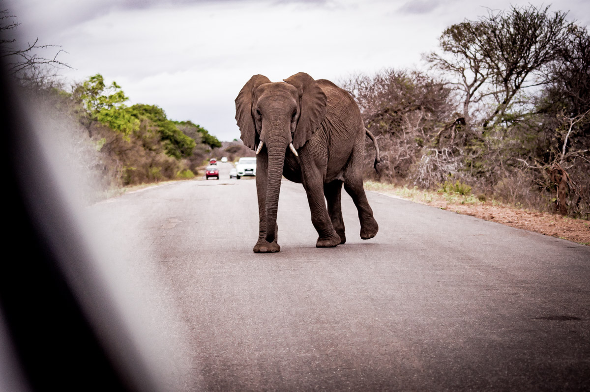 Eléphant traversant la route au parc Kruger