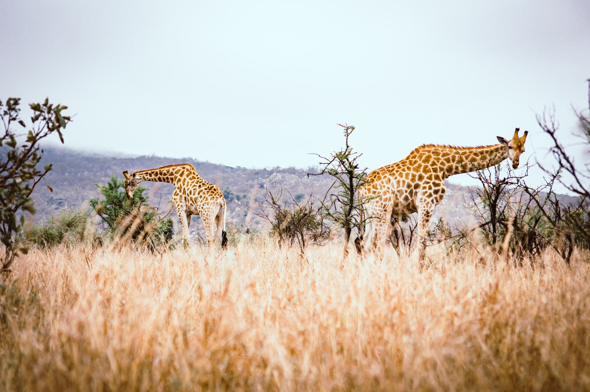 girafes dans le Parc Kruger