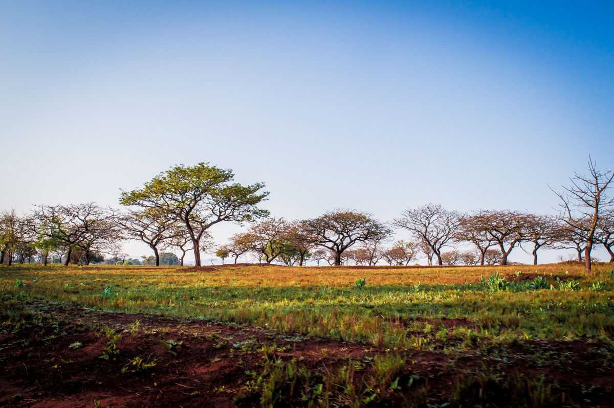 arbres parasol en Afrique du sud