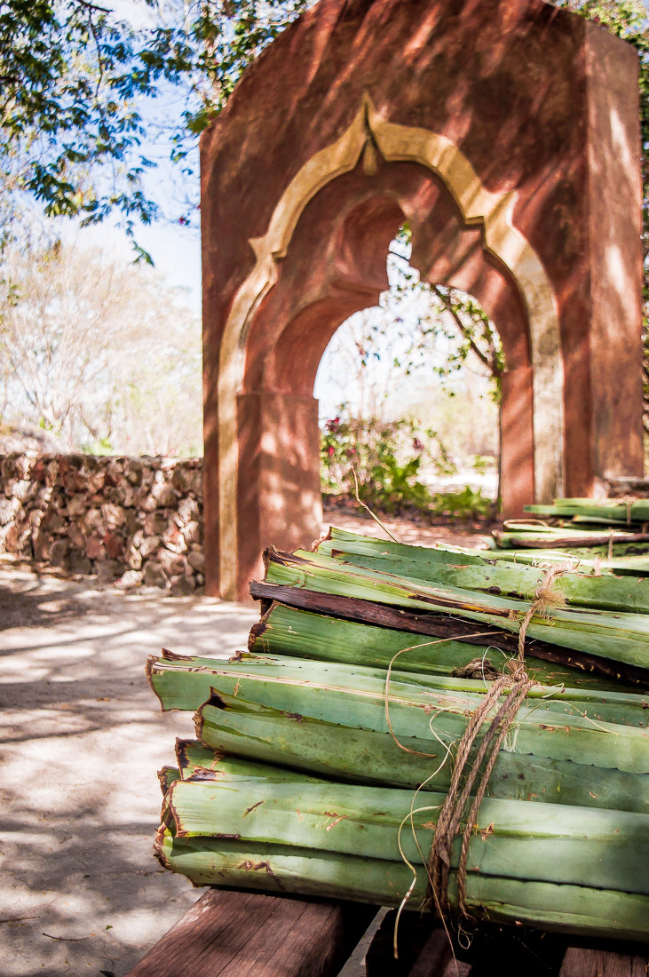 culture de l'agave dans l'hacienda Pedro de ochil