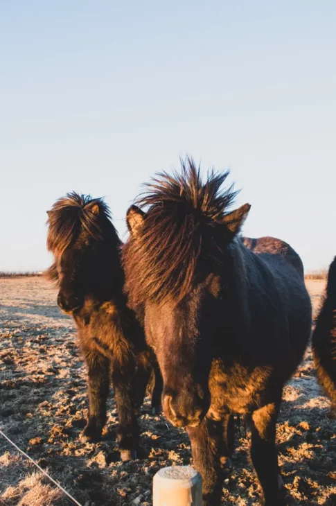 petits chevaux islandais marrons