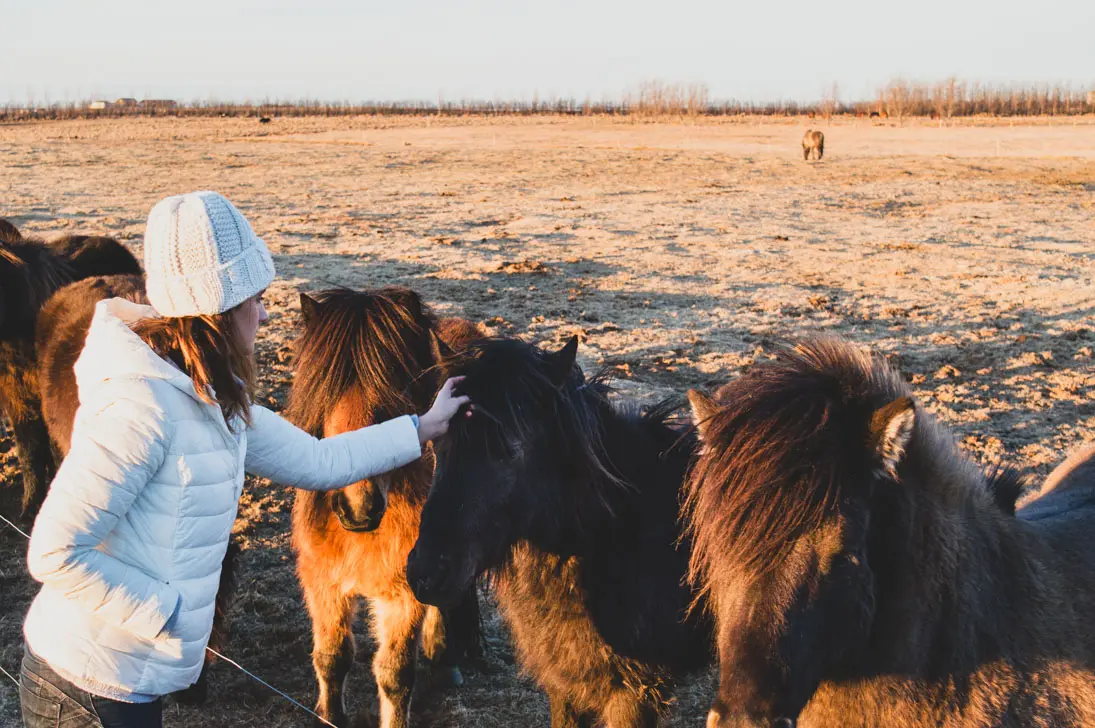 camille avec les chevaux islandais