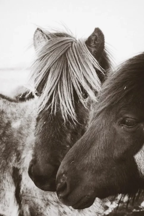 portrait de chevaux islandais en noir et blanc