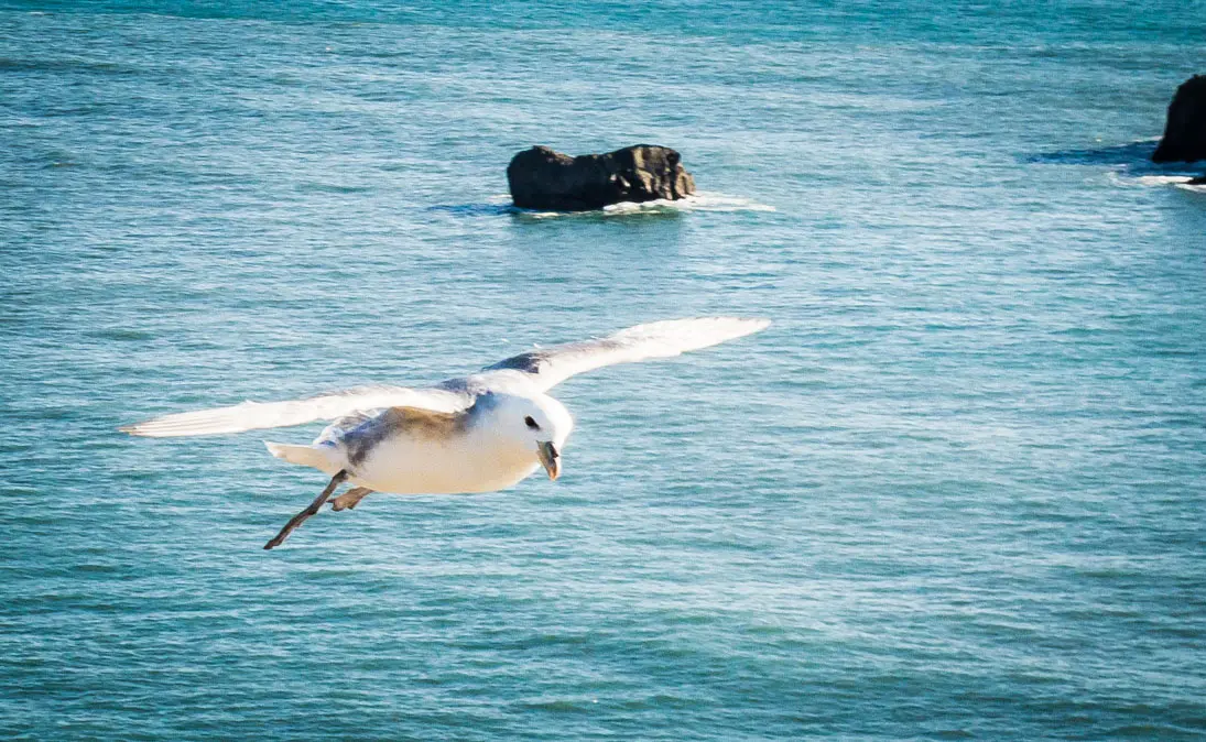 mouette en islande