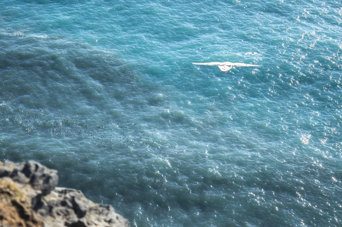 mouette au dessus de la mer