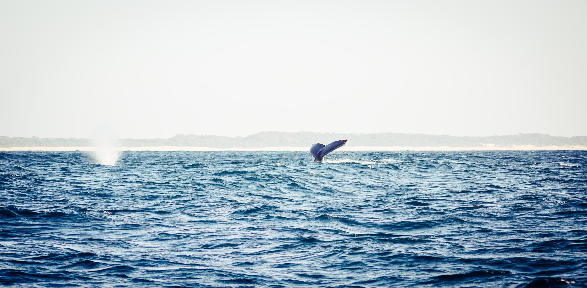 Observer les baleines à Saint Lucia dans la zone humide d'Isimangaliso