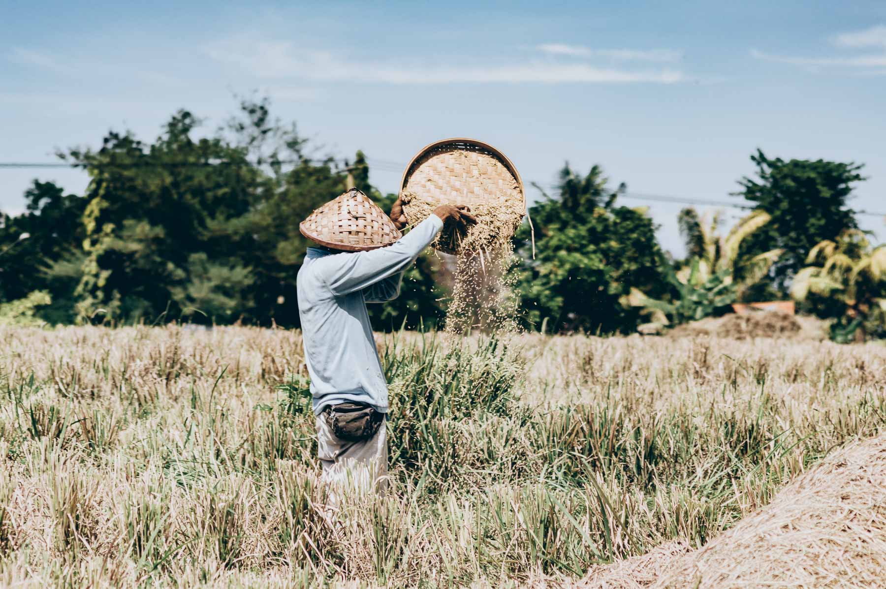 paysan des les rizières de Bali