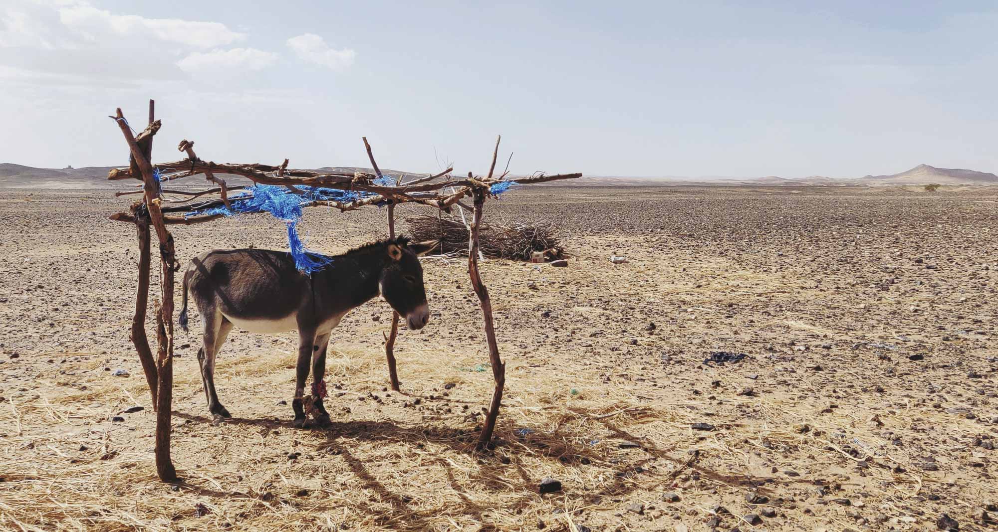âne dans le désert marocain