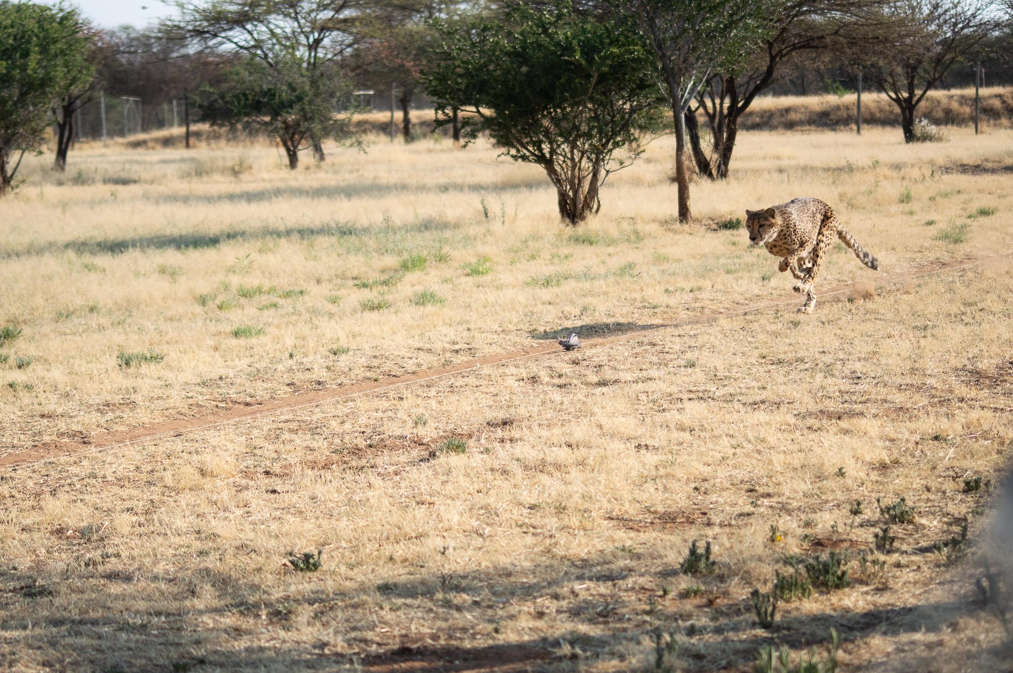 voir les guépards au cheetah run du ccf