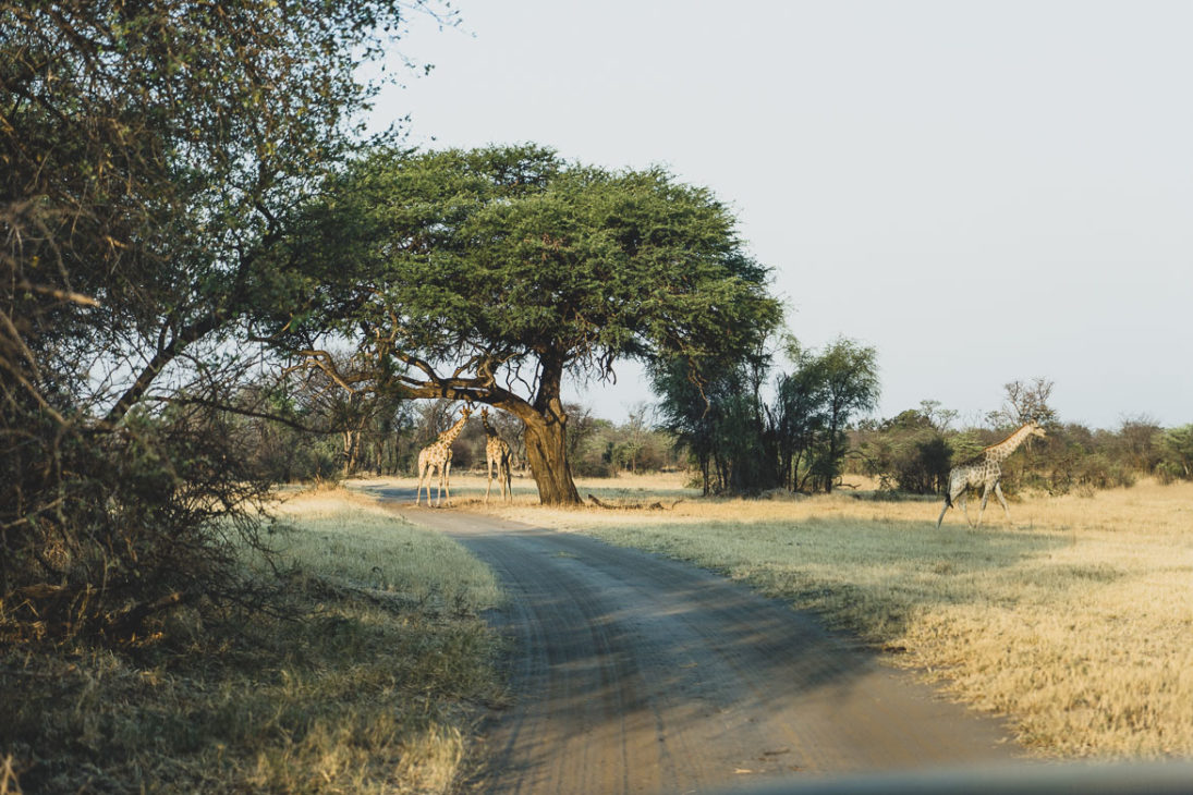 safari dans le Mahango national Park