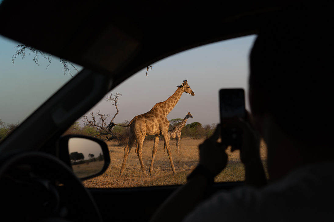 voir des girafes à Mahango