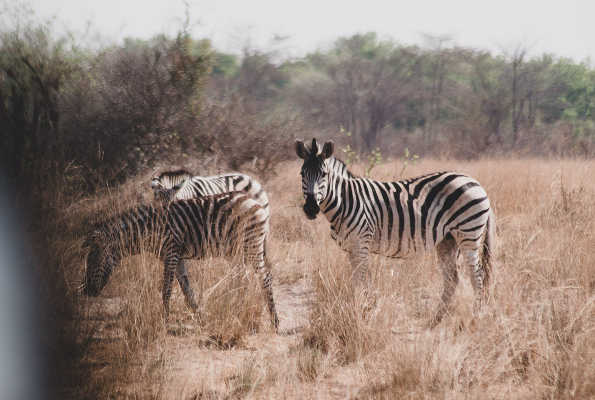 zebres à Mahango national Park