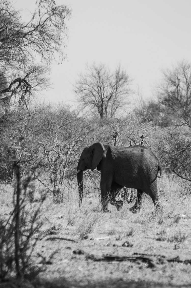 portrait elephant solitaire