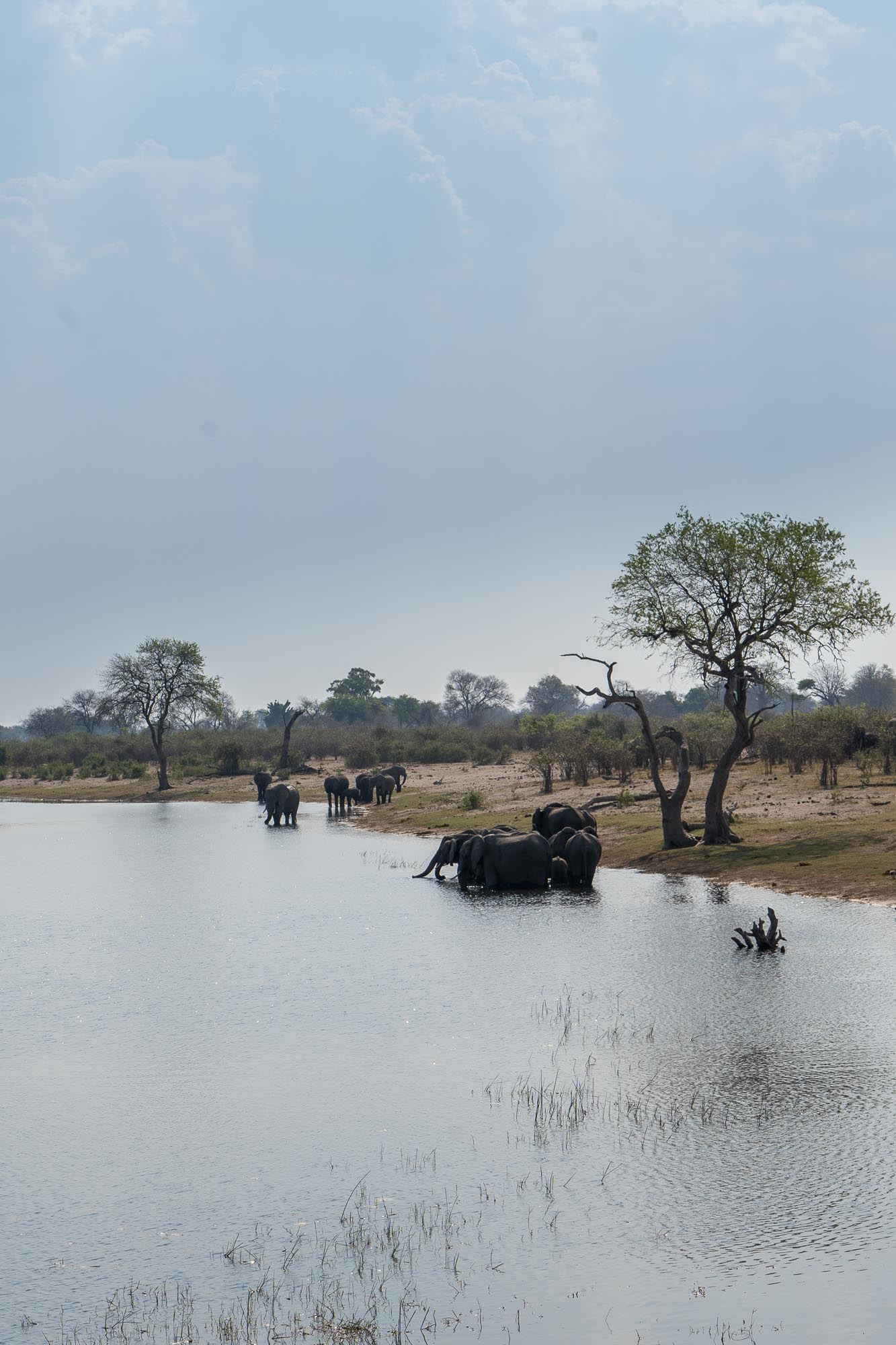 elephants à Mudumu National Park