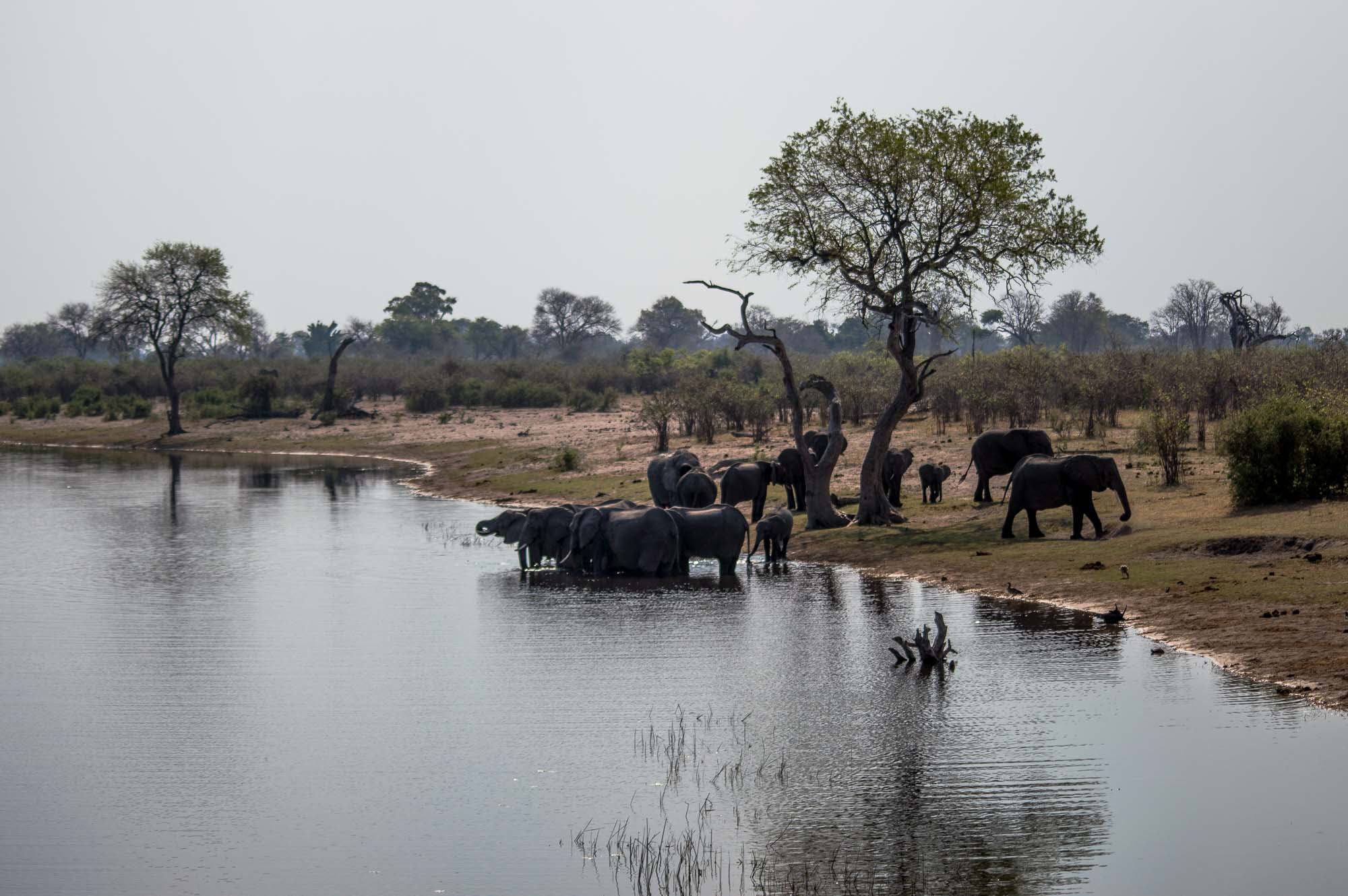 troupeau des éléphants dans l'eau