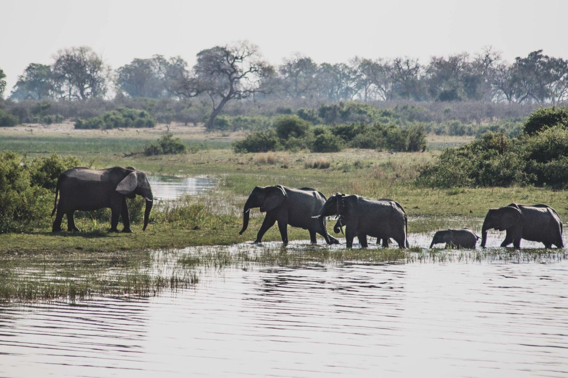 éléphants dans un parc de zambezi