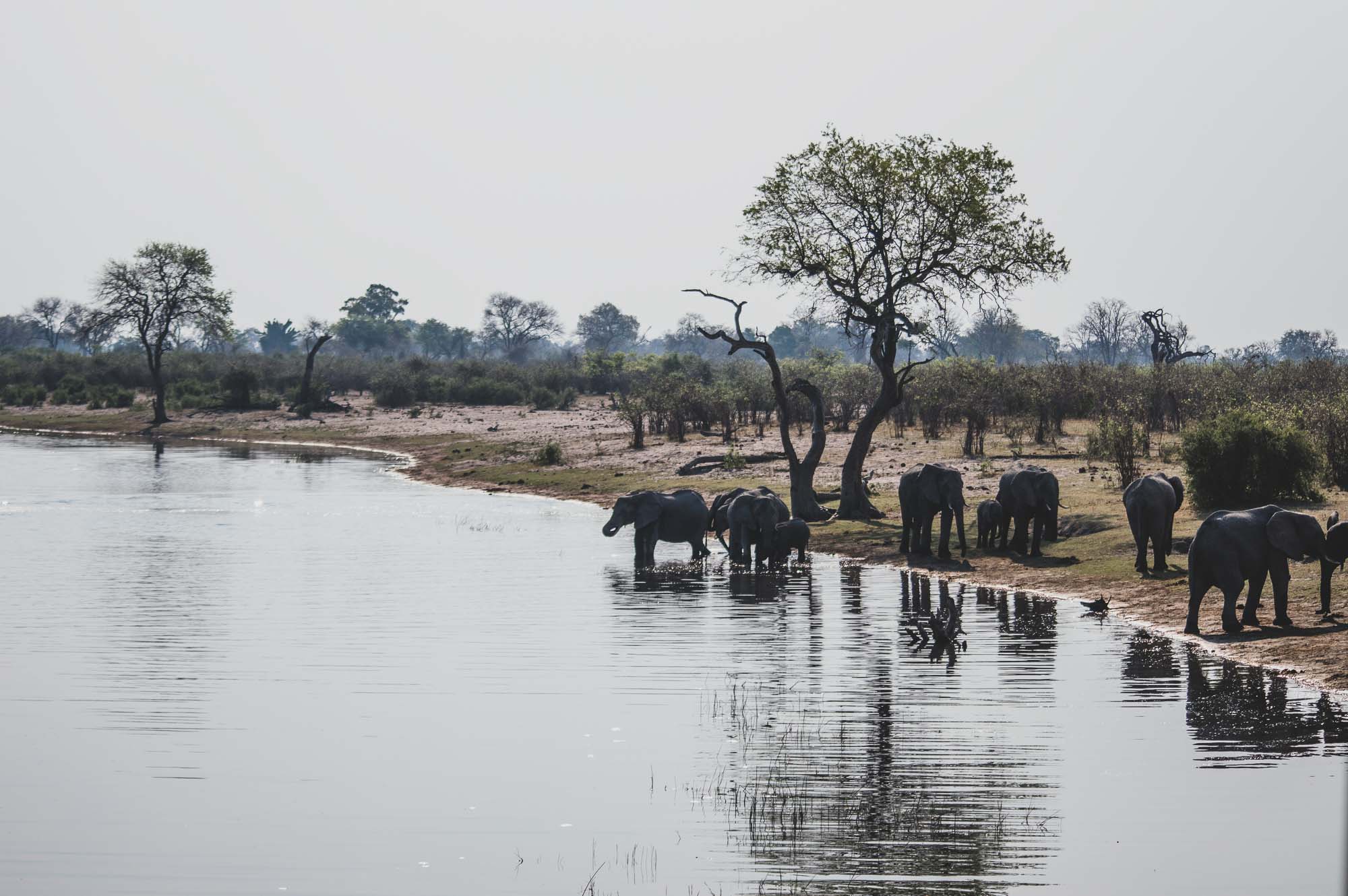 elephants au bord de l'eau