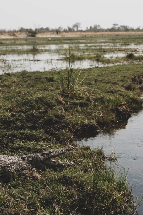 crocodile dans la rivière Kwando