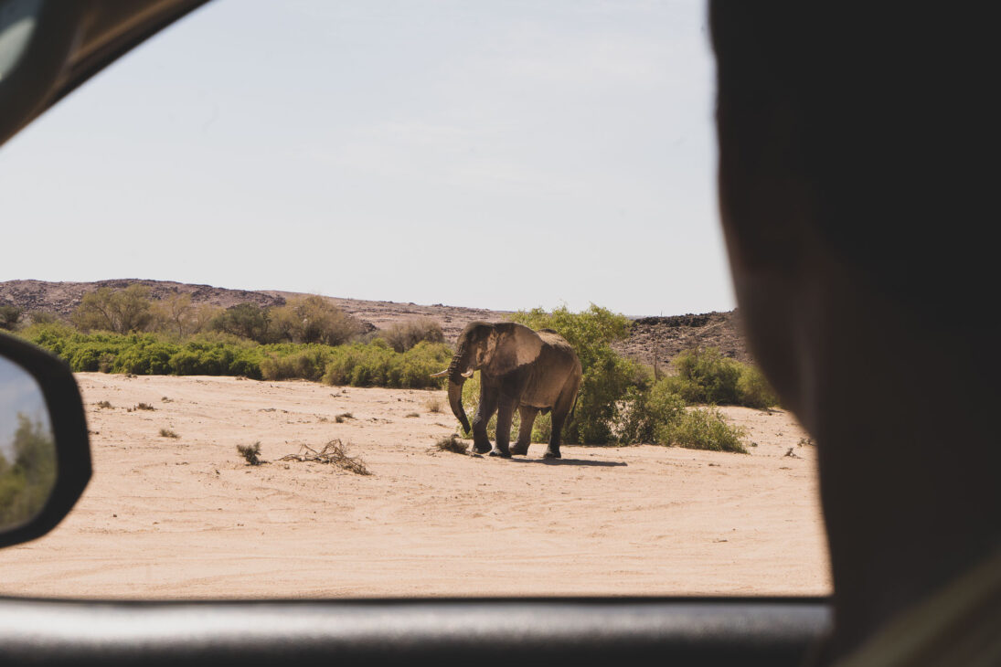 elephant du desert dans le massif du brandberg en Namibie