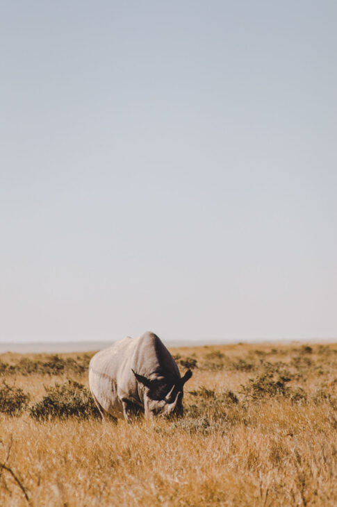 rhinoceros dans le parc d'Etosha