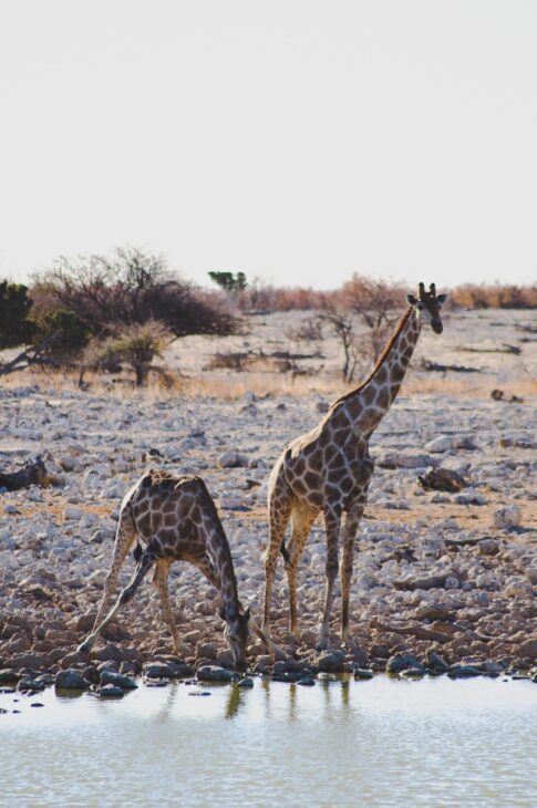 girafe et son girafon en train de boire à etosha