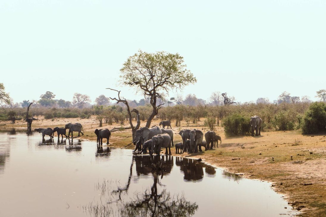 observer les éléphants au point d'eau de Mudumu