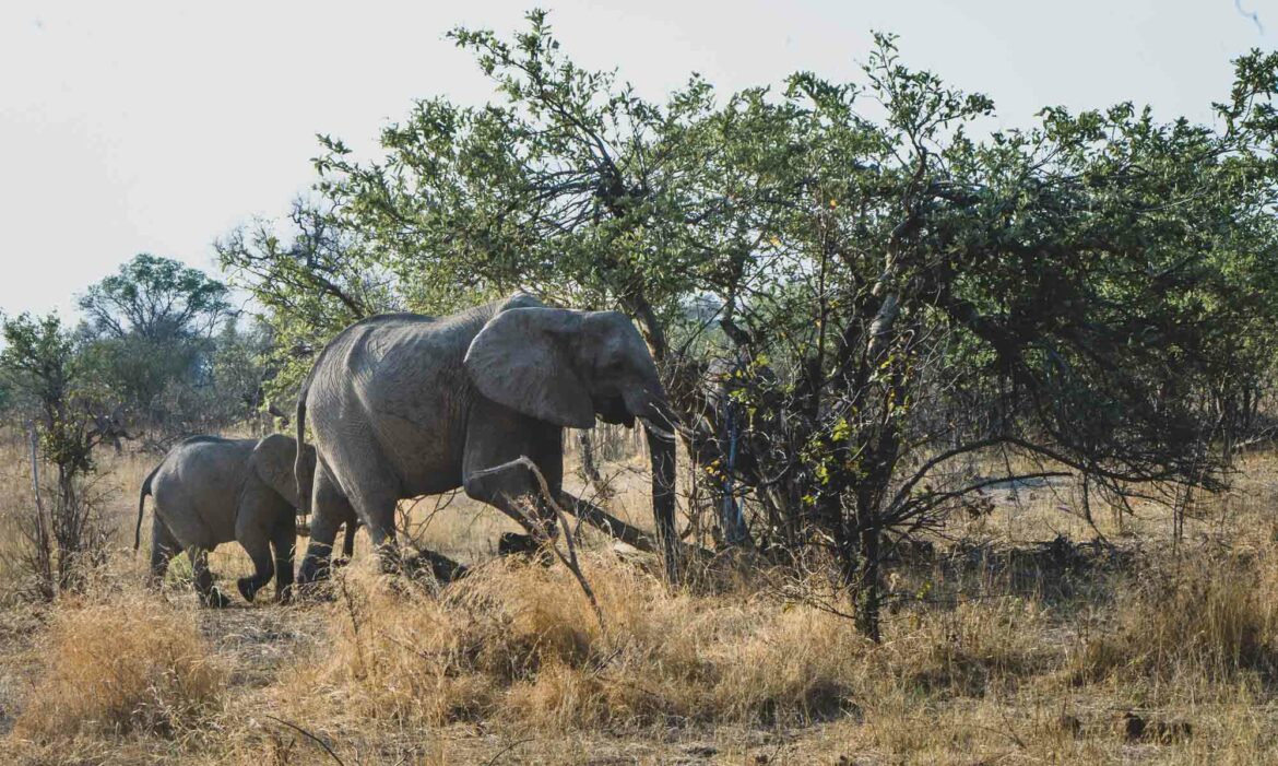 éléphants en Namibie