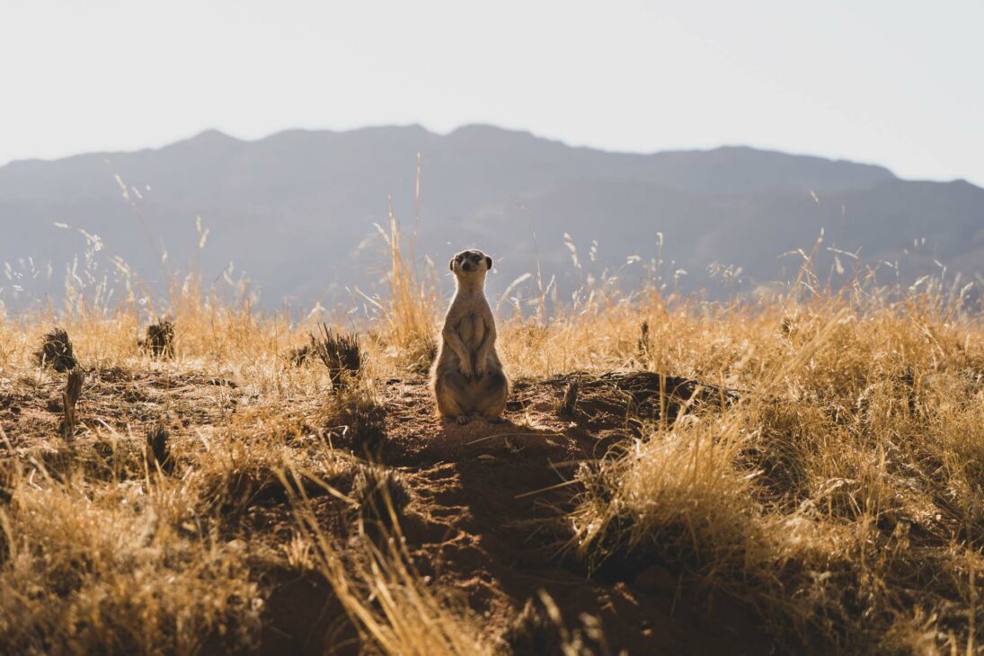 où voir des suricates en n Namibie