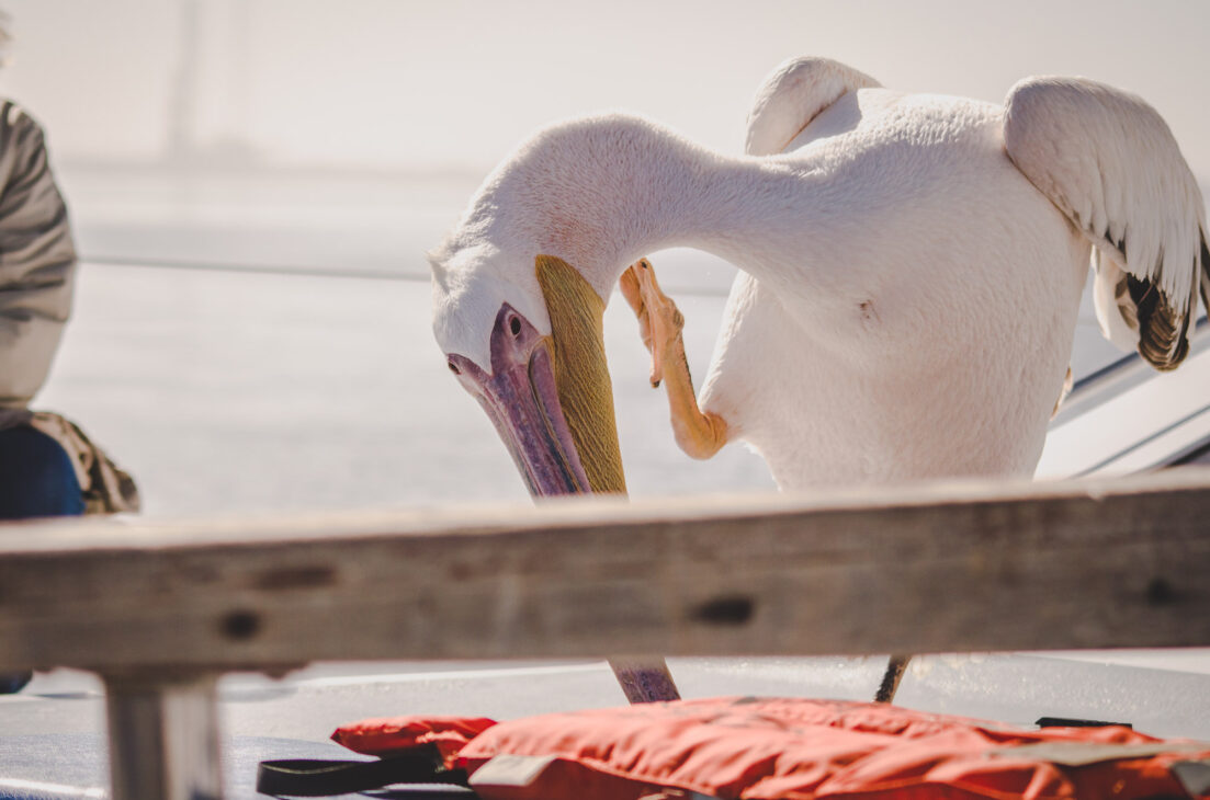 pelican à walvis bay